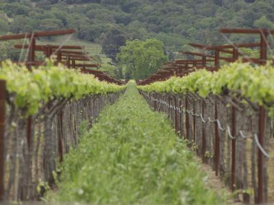 O'Brien Estate Winery, Napa