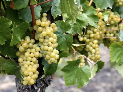 Hill Family Estate, Napa