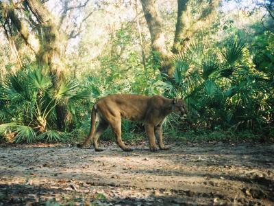Conservancy of Southwest Florida, Naples