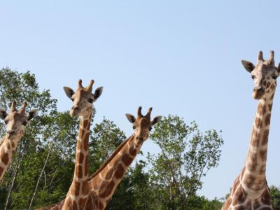 Naples Zoo at Caribbean Gardens, Naples