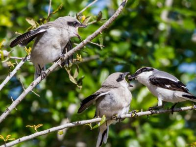 Cambier Park, Naples