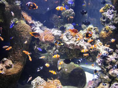 Butterfly House & Aquarium, Sioux Falls