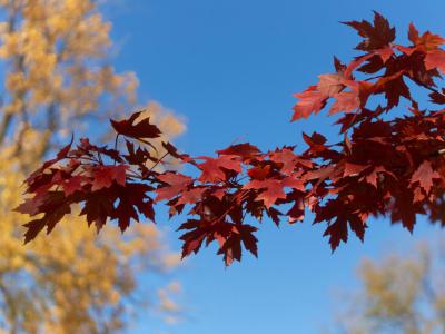 Mary Jo Wegner Arboretum, Sioux Falls