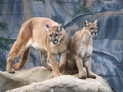 Chattanooga Zoo, Chattanooga