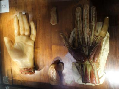 Raccolta delle Cere Anatomiche di Clemente Susini (Collection of Anatomical Wax Models by Clemente Susini), Cagliari