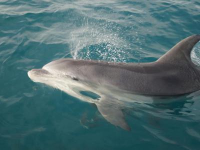Jonian Dolphin Conservation, Taranto