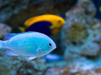 Aquarium GEOMAR, Kiel