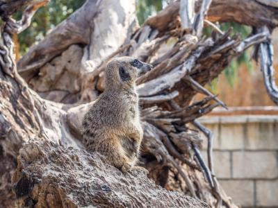 Limassol Zoo, Limassol