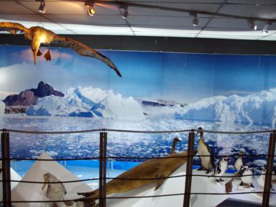 Museo Maggiorino Borgatello (Maggiorino Borgatello Museum)