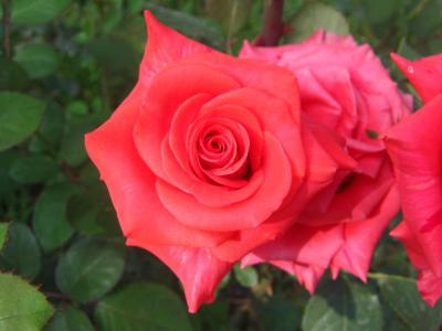 Rose and Jasmine Garden, Islamabad