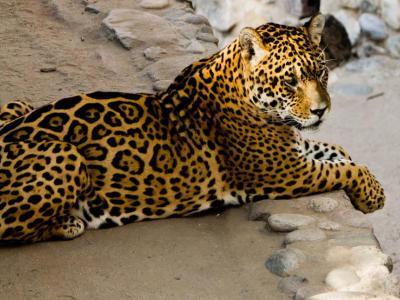 Cordoba Zoo, Cordoba