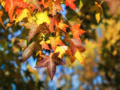 Don Giacomo Donnaloja Municipal Park, Alberobello