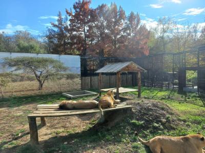 Gradina Zoologica (Zoological Garden), Sibiu