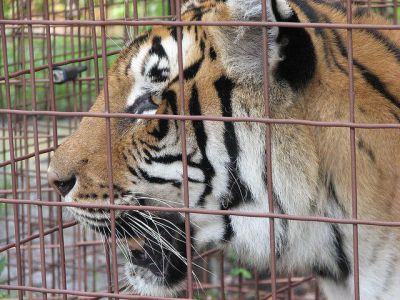 Big Cat Rescue, Tampa