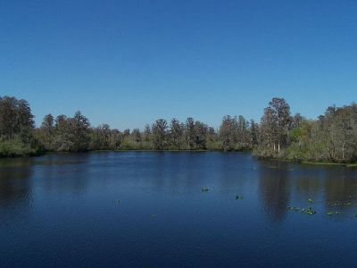 Lettuce Lake Park, Tampa