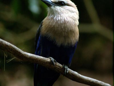 National Aviary, Pittsburgh