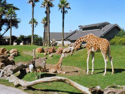 San Francisco Zoo, San Francisco