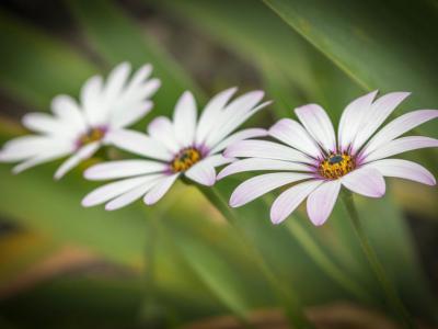 Jardines de Ayora, Valencia