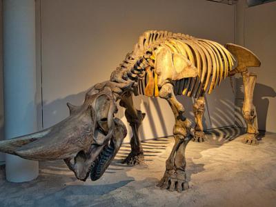 Museo Ignazio Cerio (Ignazio Cerio Museum), Capri