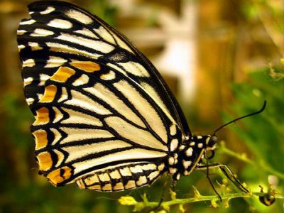 House of Butterflies, Moscow