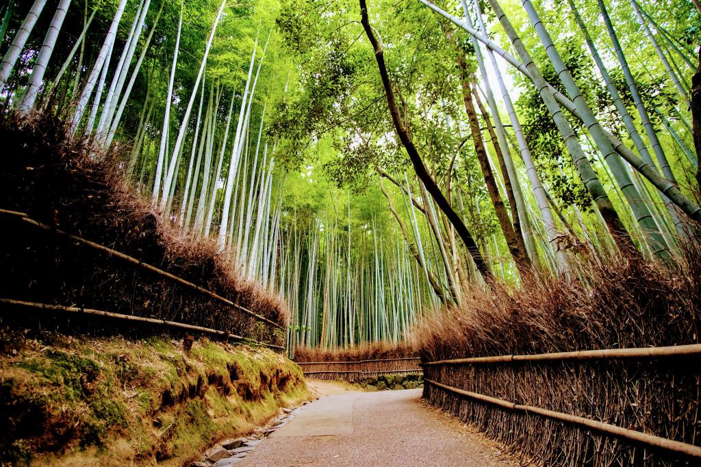 Arashiyama and Bamboo Grove Walking Tour (Self Guided), Kyoto, Japan