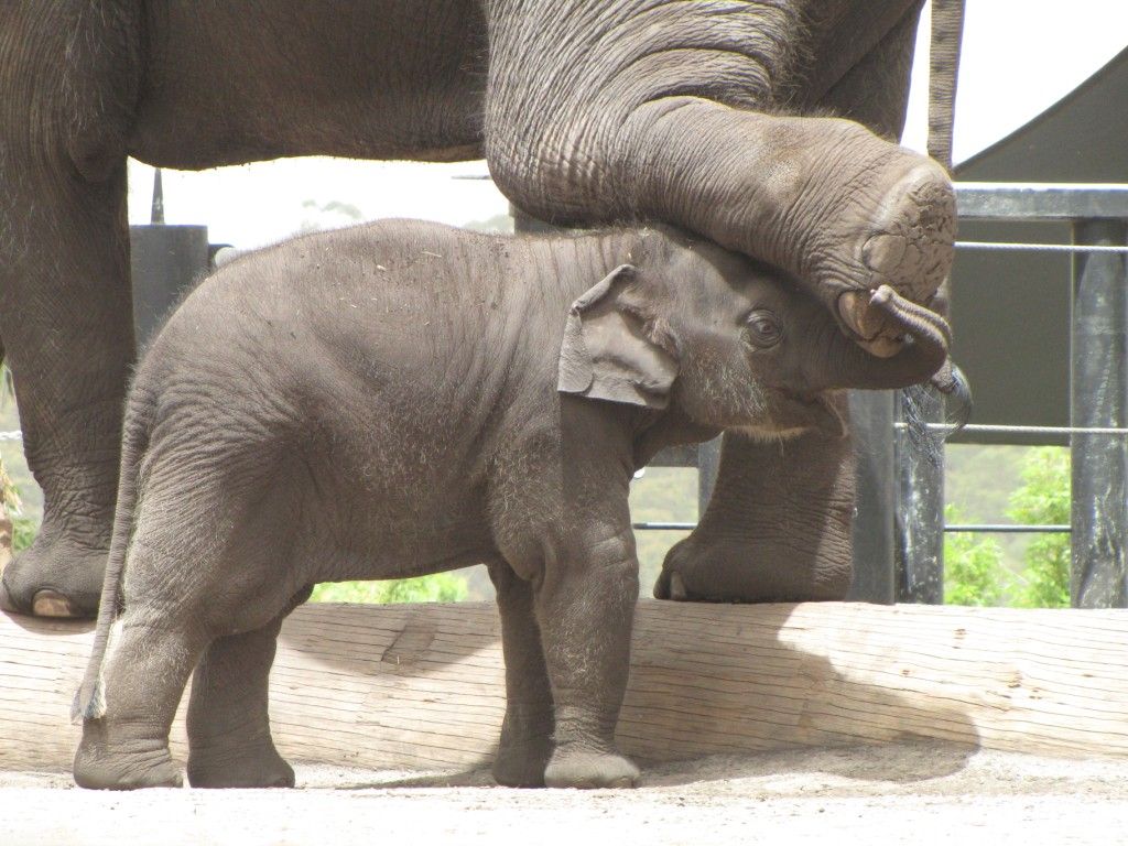 Elephant Breeding Facility, Sydney