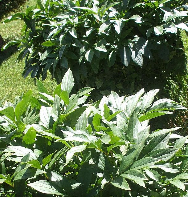 Nishtar Park, Karachi