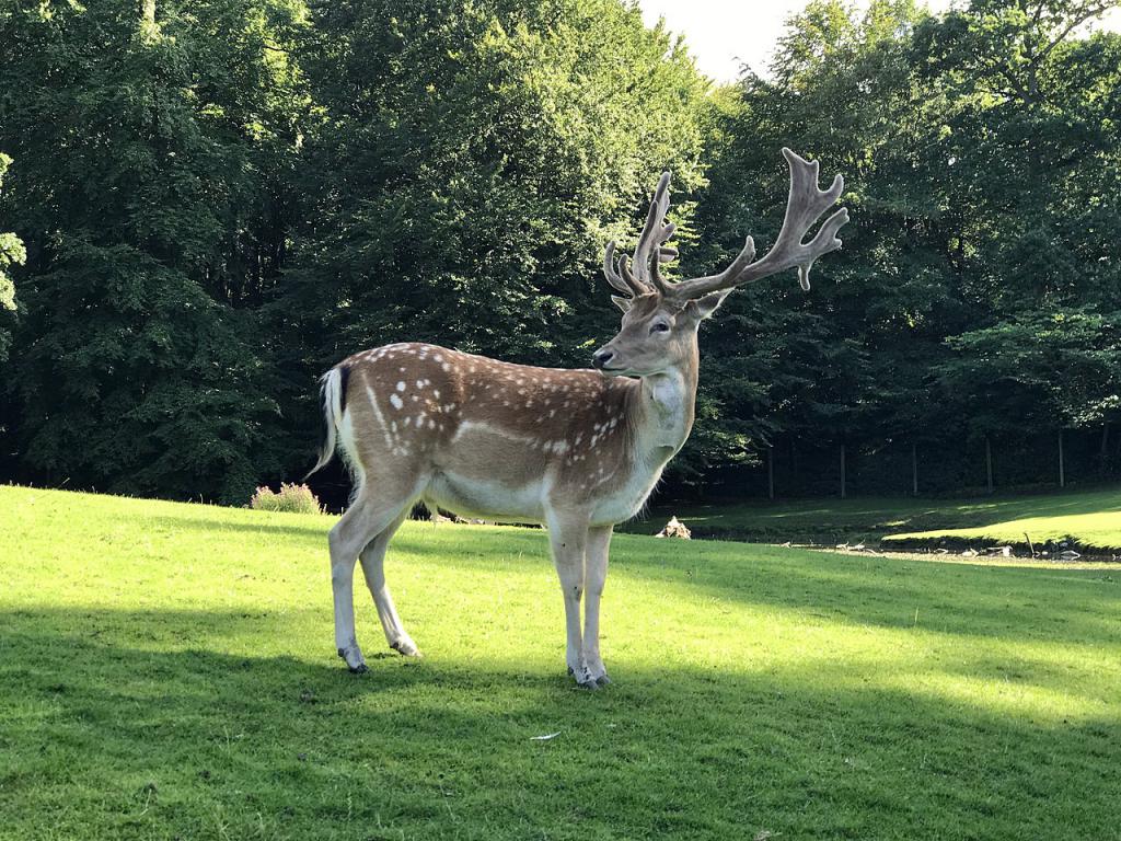 Deer Park, Aarhus