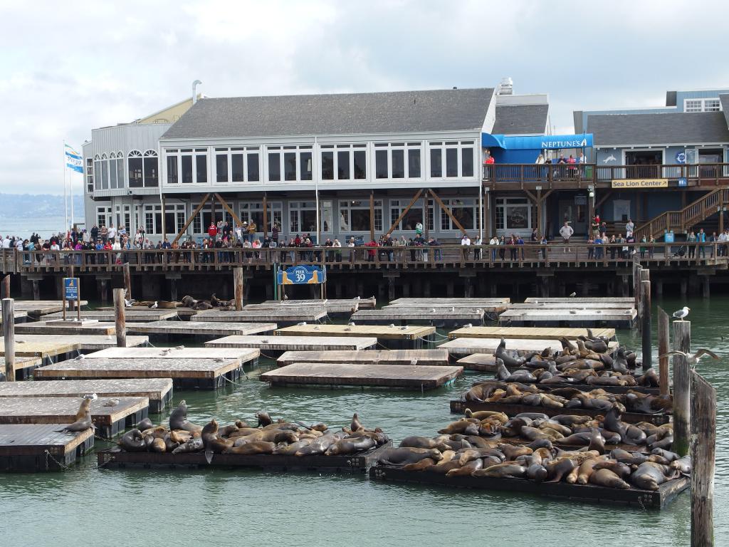 Sea lion pop-up opens at San Francisco's Pier 39 – NBC Bay Area